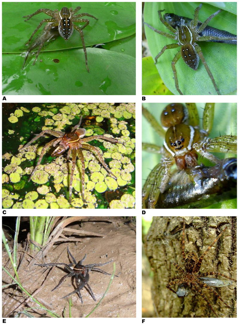 Illustration for article titled Fish-Eating Spiders Are Everywhere